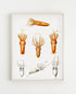 light wood framed squid varieties print wall art